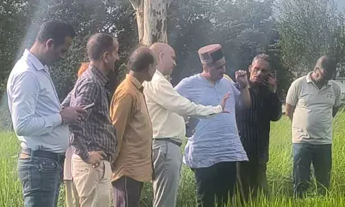 Kangra के रैत ब्लॉक के धान के खेतों में ‘बोना वायरस’ पाया गया