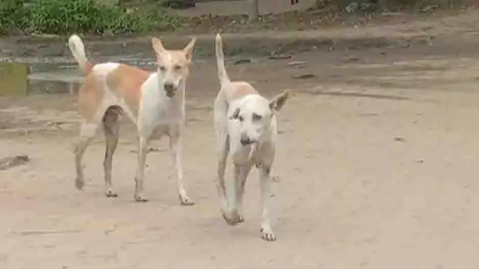 Bolangir: तुसुरा में कुत्तों का आतंक, 24 घंटे में 8 लोगों पर हमला Bolangir: तुसुरा में कुत्तों का आतंक, 24 घंटे में 8 लोगों पर हमला