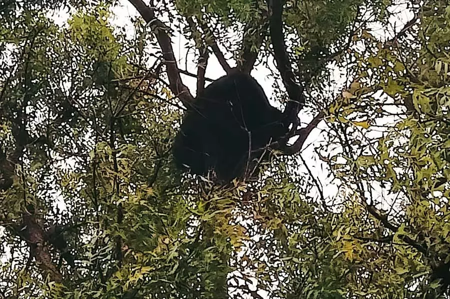 Kudligi : गांव में भालू आकर पेड़ पर बैठा है, लोग परेशान Kudligi : गांव में भालू आकर पेड़ पर बैठा है, लोग परेशान