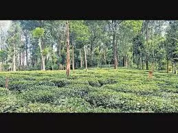 Kerala : गुडालुर में फफूंद के हमले से चाय की कोमल पत्तियां गायब Kerala : गुडालुर में फफूंद के हमले से चाय की कोमल पत्तियां गायब