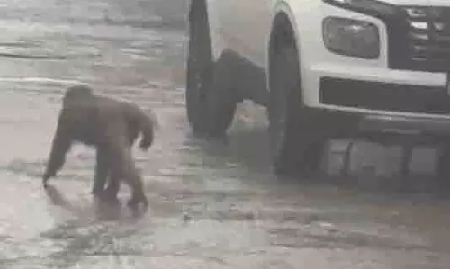 Ludhiana: इस इलाके में घूम रहे हैं जंगली जानवर, दहशत में लोग