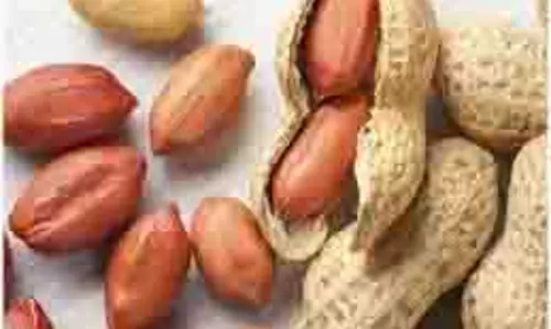 Peanuts Benefits:मूंगफली के सिद्ध स्वास्थ्य लाभ Peanuts Benefits:मूंगफली के सिद्ध स्वास्थ्य लाभ