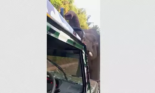कोयंबटूर में जंगली हाथी ने वन विभाग के वाहन पर हमला किया, खिड़की तोड़ी
