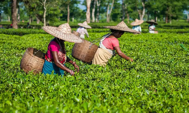 Assam में चाय आयात का खतरा बढ़ा, मृणाल सैकिया ने चेताया