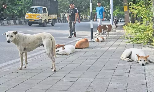 Delhi आवारा कुत्तों के बढ़ते खतरे से निपटने की urgently जरूरत Delhi आवारा कुत्तों के बढ़ते खतरे से निपटने की urgently जरूरत