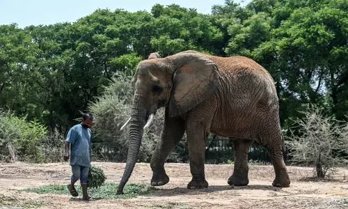 Kerala :  वन्तरा के उपचार से विशाल पुथुपल्ली साधु जीवित हो उठे
