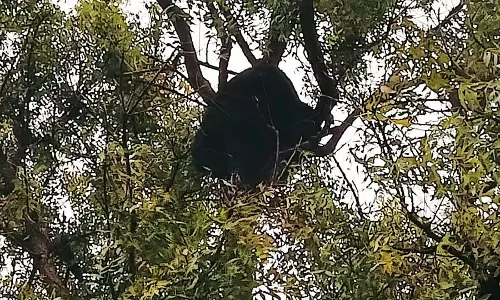 Kudligi : गांव में भालू आकर पेड़ पर बैठा है, लोग परेशान