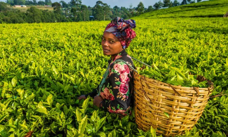 Assam: कीमतों में गिरावट और आयात में वृद्धि से छोटे चाय उत्पादकों को नुकसान Assam: कीमतों में गिरावट और आयात में वृद्धि से छोटे चाय उत्पादकों को नुकसान