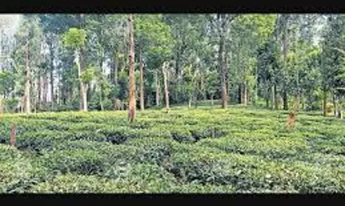 Kerala : गुडालुर में फफूंद के हमले से चाय की कोमल पत्तियां गायब Kerala : गुडालुर में फफूंद के हमले से चाय की कोमल पत्तियां गायब