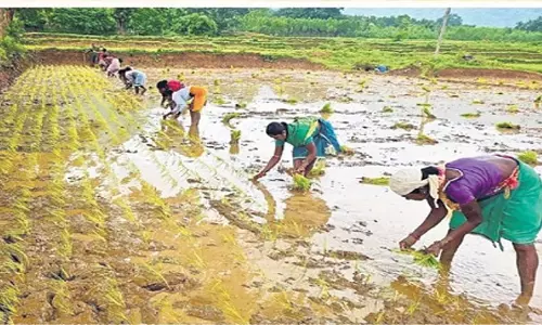 Lanjigarh  के किसानों ने श्री तकनीक का उपयोग करके फसल उपज में वृद्धि की