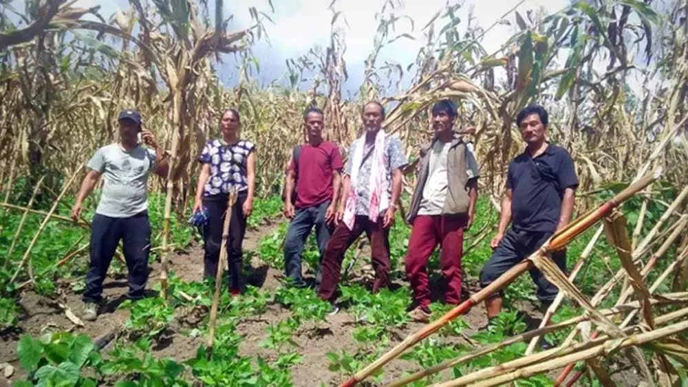 Nagaland : सोतोकुर के किसान उच्च उपज वाली खोलर पद्धतियों पर गांवों को प्रशिक्षित कर रहे Nagaland : सोतोकुर के किसान उच्च उपज वाली खोलर पद्धतियों पर गांवों को प्रशिक्षित कर रहे