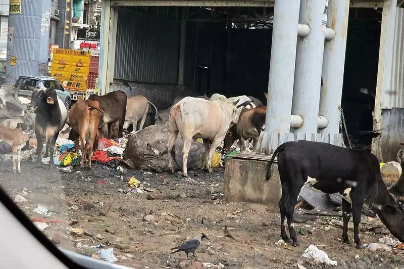 Haryana : मिलेनियम सिटी की सड़कों पर 50,000 आवारा कुत्ते Haryana : मिलेनियम सिटी की सड़कों पर 50,000 आवारा कुत्ते
