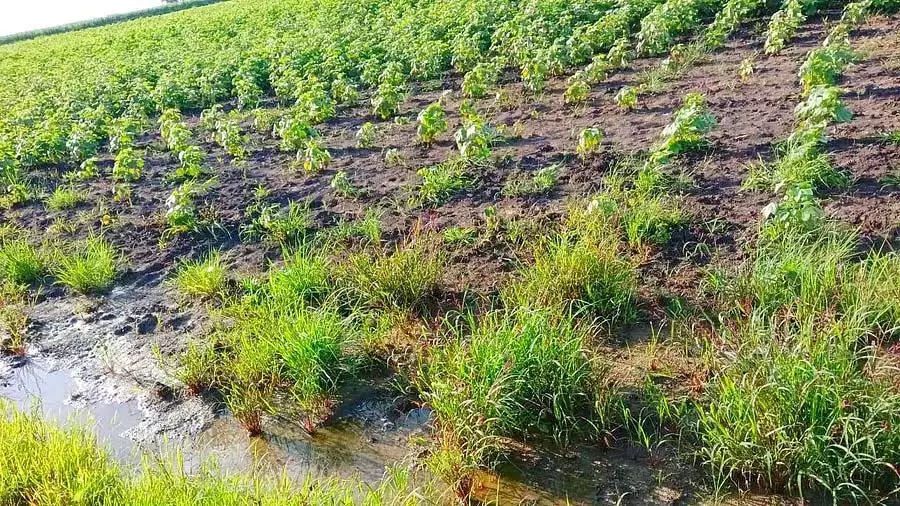 लगातार बारिश के कारण शिग्गावी तालुक में कई फसलें नष्ट: परेशान किसान लगातार बारिश के कारण शिग्गावी तालुक में कई फसलें नष्ट: परेशान किसान