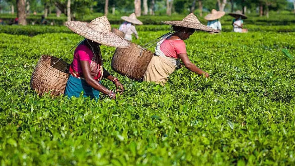 केन्याई चाय के अत्यधिक आयात से Assam के चाय उद्योग को नुकसान हो सकता केन्याई चाय के अत्यधिक आयात से Assam के चाय उद्योग को नुकसान हो सकता