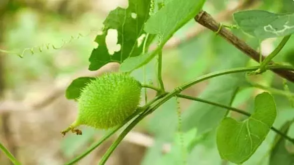 Palghar : आदिवासी आजीविका को बढ़ावा देने के लिए जंगली सब्जी महोत्सव का आयोजन किया Palghar : आदिवासी आजीविका को बढ़ावा देने के लिए जंगली सब्जी महोत्सव का आयोजन किया