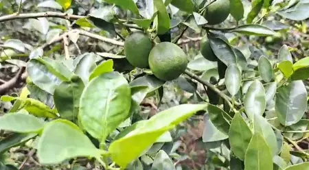 ओडिशा के अंगुल के नींबू का अमेरिका को निर्यात शुरू, किसानों को होगा तगड़ा मुनाफा ओडिशा के अंगुल के नींबू का अमेरिका को निर्यात शुरू, किसानों को होगा तगड़ा मुनाफा