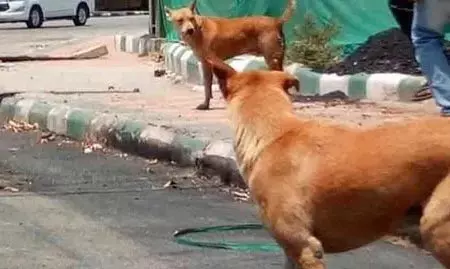 आवारा कुत्ते ने एक वर्षीय बच्चे पर किया हमला, गंभीर चोटें आवारा कुत्ते ने एक वर्षीय बच्चे पर किया हमला, गंभीर चोटें