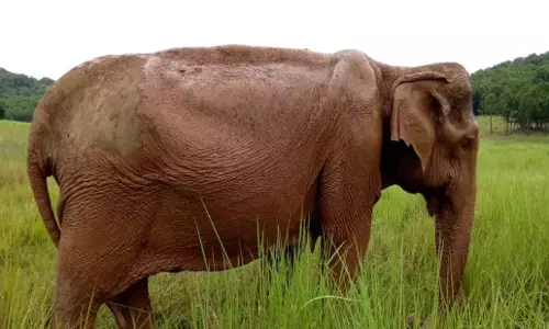 Odisha : बारगढ़ में हाथी के हमले में दंपत्ति की मौत Odisha : बारगढ़ में हाथी के हमले में दंपत्ति की मौत