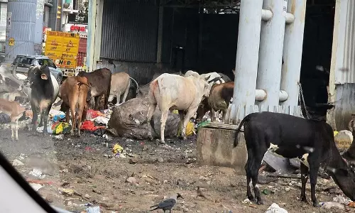 Haryana : मिलेनियम सिटी की सड़कों पर 50,000 आवारा कुत्ते