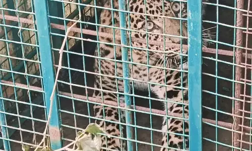 वन विभाग का अभियान: तेंदुए को पकड़ना