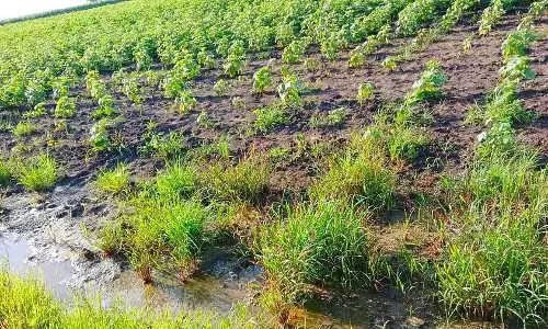 लगातार बारिश के कारण शिग्गावी तालुक में कई फसलें नष्ट: परेशान किसान लगातार बारिश के कारण शिग्गावी तालुक में कई फसलें नष्ट: परेशान किसान