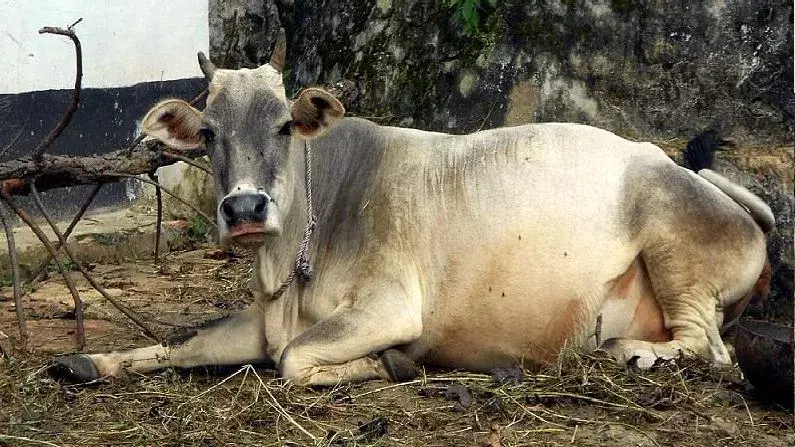 Faridabad: मकान के मलबे में दबकर तीन मवेशियों की दर्दनाक मौत Faridabad: मकान के मलबे में दबकर तीन मवेशियों की दर्दनाक मौत