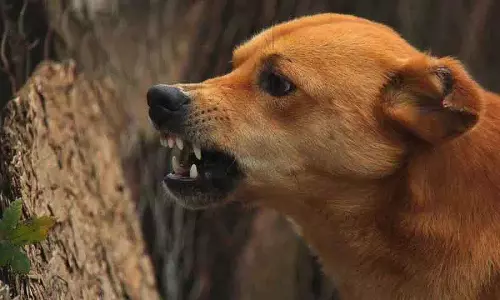 Hyderabad और तेलंगाना जिलों में कुत्तों के काटने के मामलों में वृद्धि