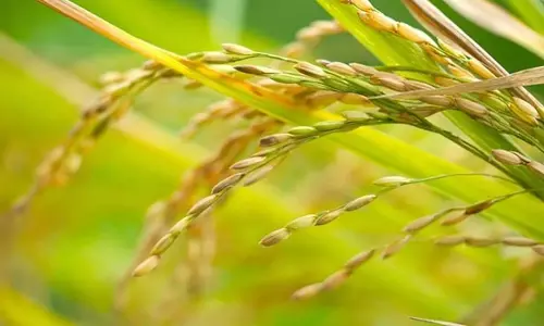 Odisha: सरकार ने 29 अगस्त को नुआखाई के लिए अतिरिक्त अवकाश घोषित किया Odisha: सरकार ने 29 अगस्त को नुआखाई के लिए अतिरिक्त अवकाश घोषित किया