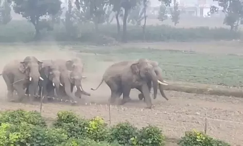 Haridwar: हाथियों के आगमन से गांव में दहशत
