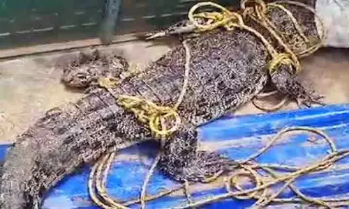 Kendrapara: गांव के तालाब से 6 फुट लंबा मगरमच्छ बचाया गया