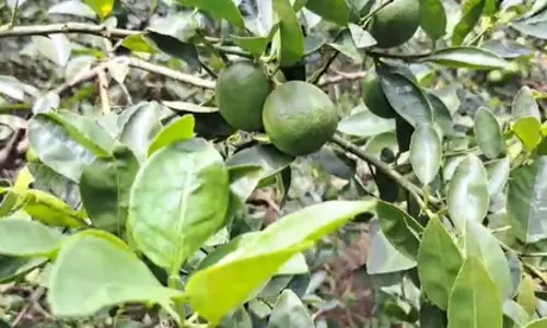 ओडिशा के अंगुल के नींबू का अमेरिका को निर्यात शुरू, किसानों को होगा तगड़ा मुनाफा ओडिशा के अंगुल के नींबू का अमेरिका को निर्यात शुरू, किसानों को होगा तगड़ा मुनाफा