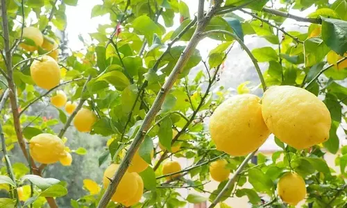 Odisha : अंगुल नींबू का अमेरिका निर्यात, किसानों को अधिक लाभ Odisha : अंगुल नींबू का अमेरिका निर्यात, किसानों को अधिक लाभ