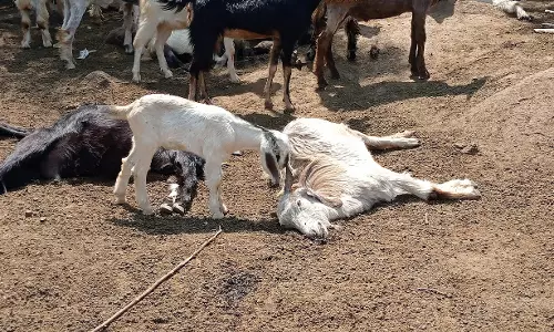 Uttarkashi: 25 बकरियां गुलदार का शिकार, इलाके में हड़कंप मचा Uttarkashi: 25 बकरियां गुलदार का शिकार, इलाके में हड़कंप मचा