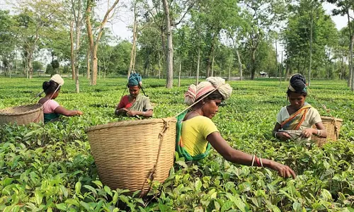 Cheap  केन्याई आयात से असम चाय उद्योग के लिए मुसीबत खड़ी हो गई