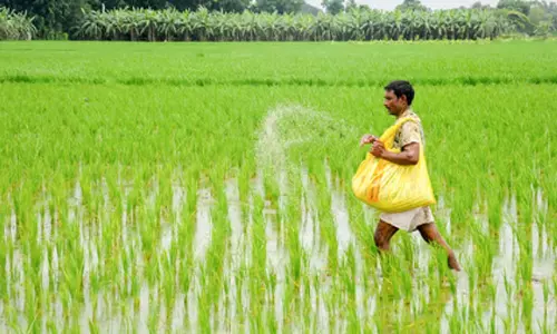 Sundargarh  जिले में यूरिया की भारी कमी से किसान परेशान