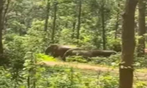 हाथियों के झुंड का वीडियो बना रहे बाइक सवारों को हाथी ने दौड़ाया