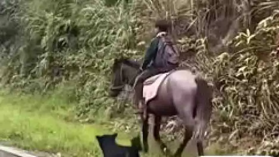 Meghalaya: पालतू कुत्ते संग घोड़े पर स्कूल जाता है ये नन्हा बच्चा Meghalaya: पालतू कुत्ते संग घोड़े पर स्कूल जाता है ये नन्हा बच्चा