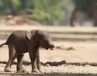 Uttarakhand से तिरुनेलवेली मंदिर में हाथी भेजे जाने पर बवाल Uttarakhand से तिरुनेलवेली मंदिर में हाथी भेजे जाने पर बवाल