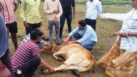 ग्रामीण पहल: गौठान में चारा-पानी की व्यवस्था से घटेंगी सड़क दुर्घटनाएं ग्रामीण पहल: गौठान में चारा-पानी की व्यवस्था से घटेंगी सड़क दुर्घटनाएं