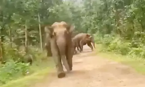 हाथी ने बाइक सवार को दौड़ाया, रायगढ़ में मचा रहा उत्पात हाथी ने बाइक सवार को दौड़ाया, रायगढ़ में मचा रहा उत्पात
