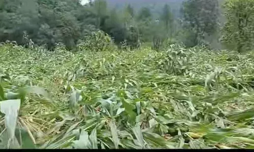 Sirmaur के किसानों ने 22 लाख रुपये की फसल बर्बाद होने का अनुमान लगाया
