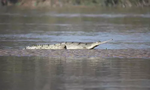 Beas river के उफान पर होने के कारण वन्यजीव विभाग जलीय प्रजातियों की सुरक्षा सुनिश्चित कर रहा