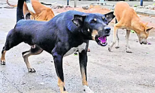 कुत्तों की नसबंदी: 20 लाख रुपये का टेंडर कुत्तों की नसबंदी: 20 लाख रुपये का टेंडर