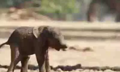 Uttarakhand से तिरुनेलवेली मंदिर में हाथी भेजे जाने पर बवाल