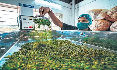 Moringa : पोषण का भंडार