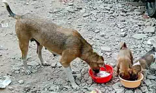 Bhopal: कुत्तों की नसबंदी में इजाफा, भोजन योजना पर लगी रोक
