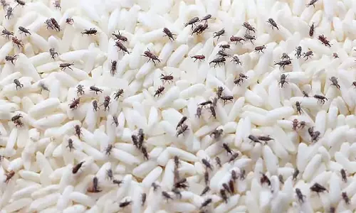 FCI  गोदाम के पास चावल की भृंग फैलने से निवासियों के लिए समस्याएँ
