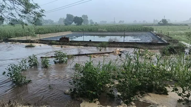 Haryana : नाथूसरी चोपता में नहर टूटी Haryana : नाथूसरी चोपता में नहर टूटी