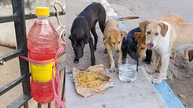 आवारा कुत्तों का हमला: गडग के लोगों ने आवारा कुत्तों की समस्या का समाधान ढूंढ लिया है आवारा कुत्तों का हमला: गडग के लोगों ने आवारा कुत्तों की समस्या का समाधान ढूंढ लिया है