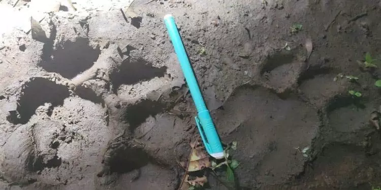 सुंदरगढ़ के जंगल में रॉयल बंगाल टाइगर देखा गया सुंदरगढ़ के जंगल में रॉयल बंगाल टाइगर देखा गया